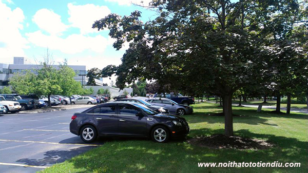 đỗ xe ô tô dưới bóng cây 